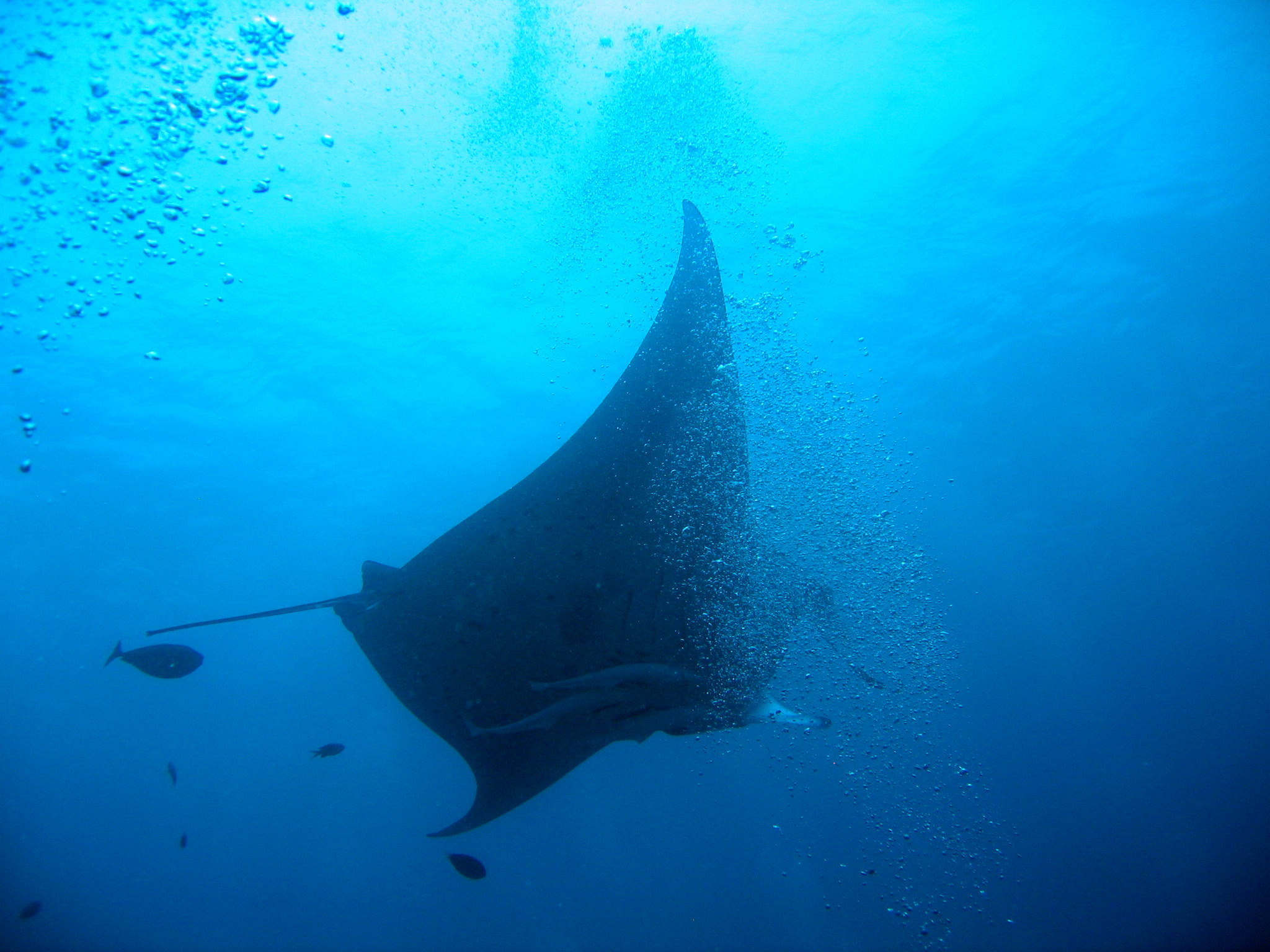 Manta Ray