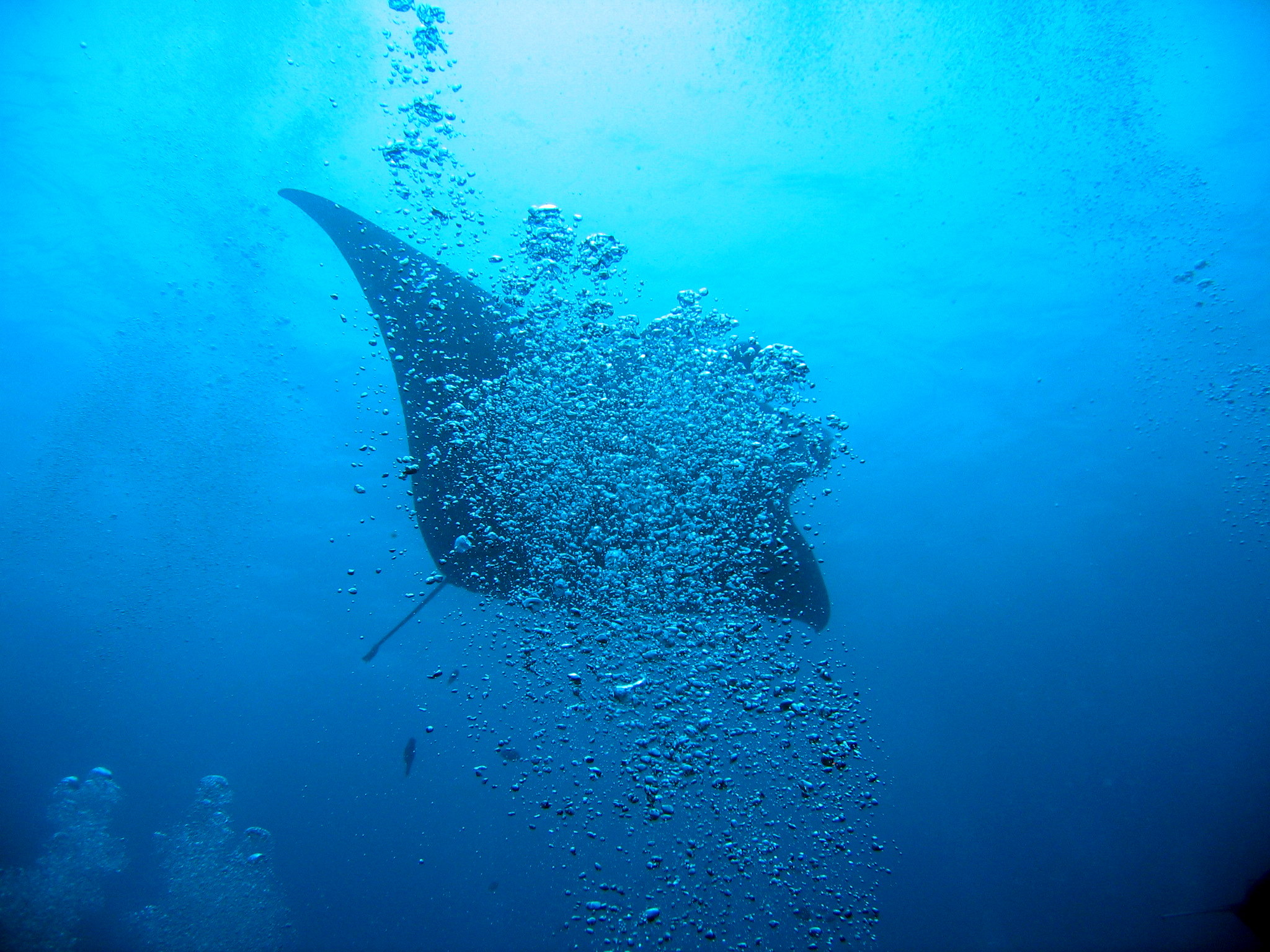 Manta Ray