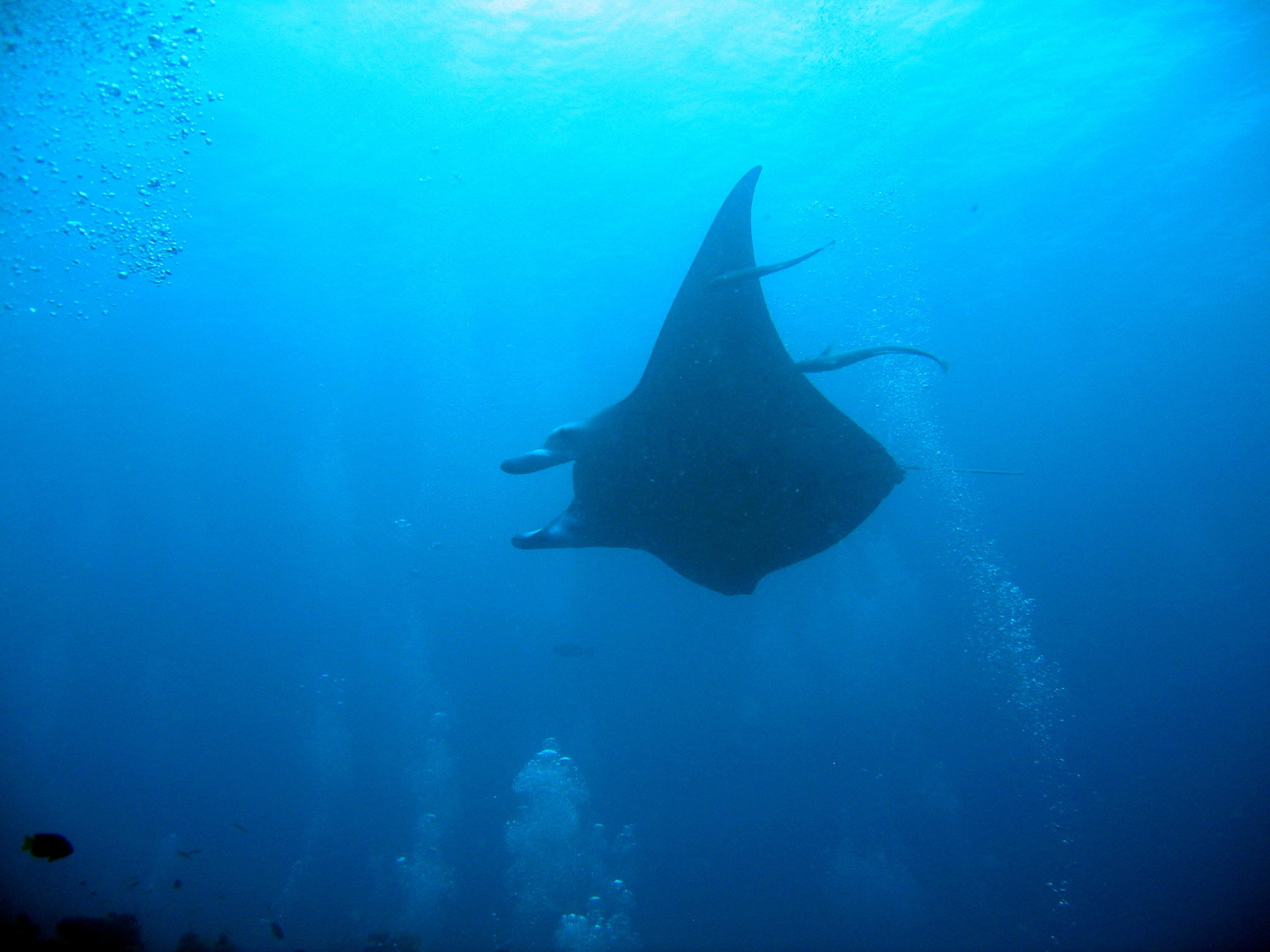 Manta Ray