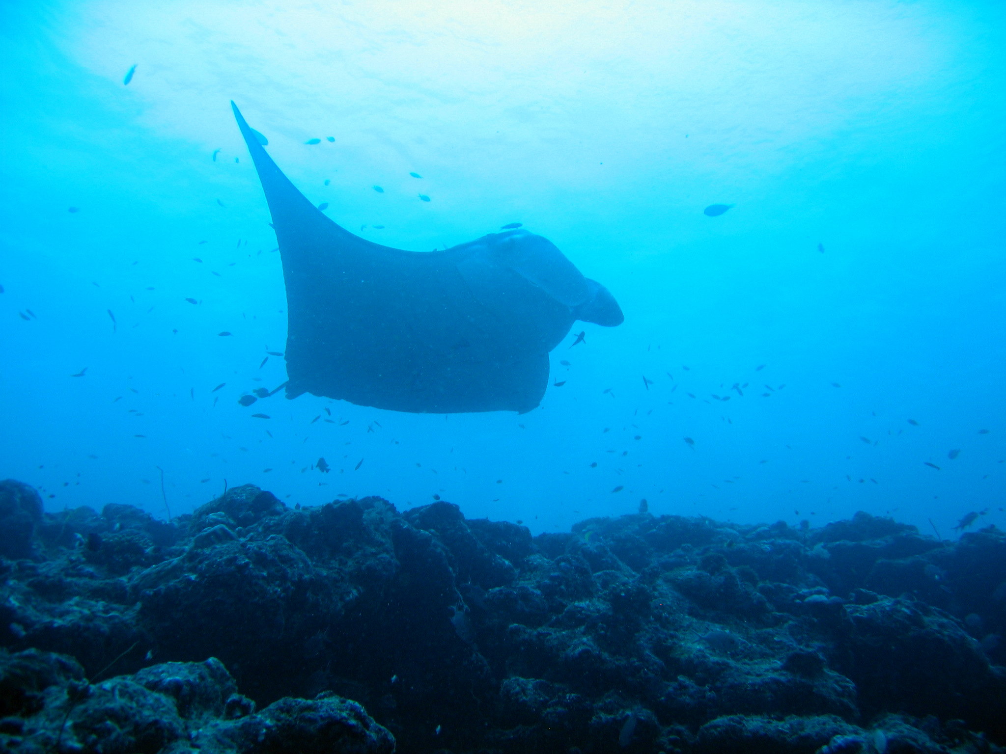 Manta Ray