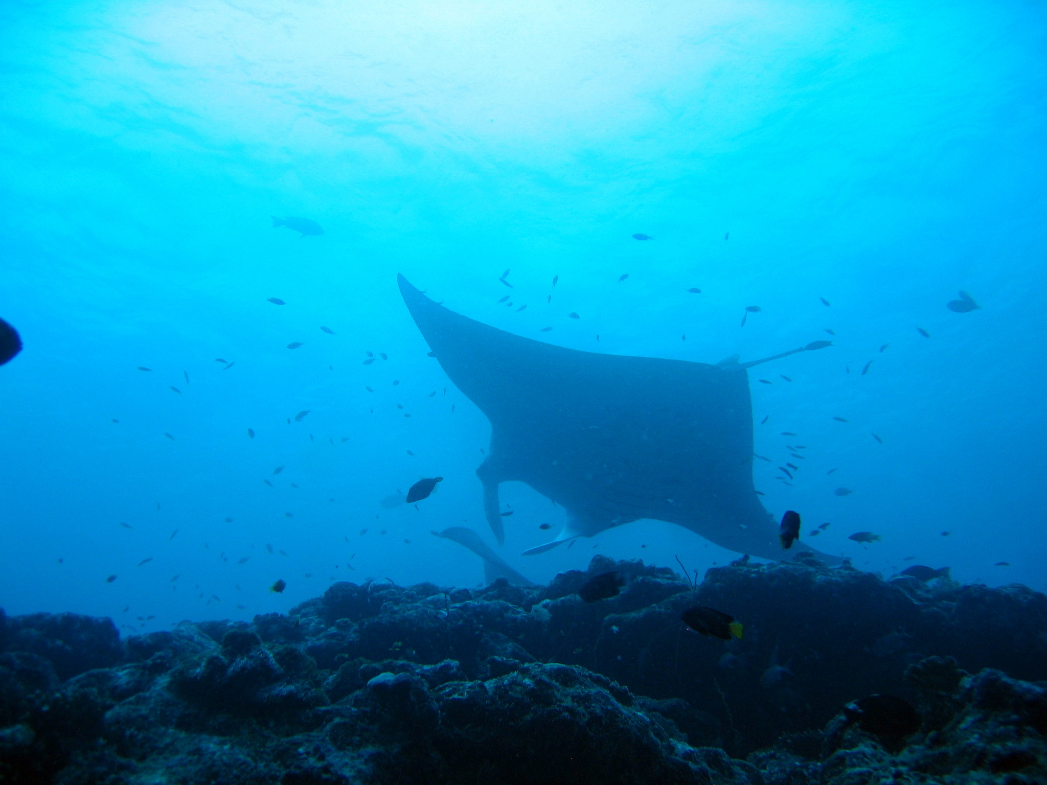 Manta Ray