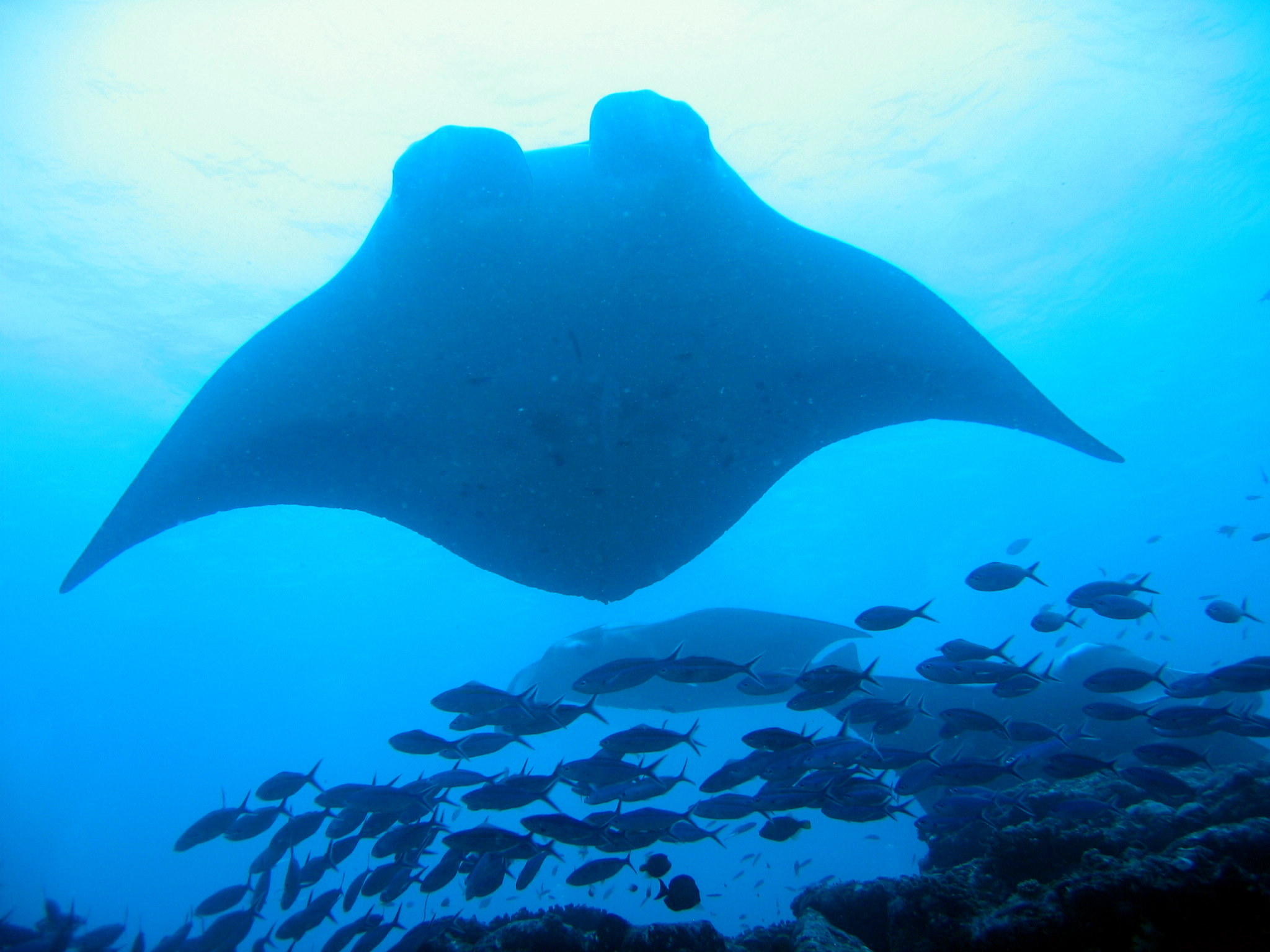 Manta Ray