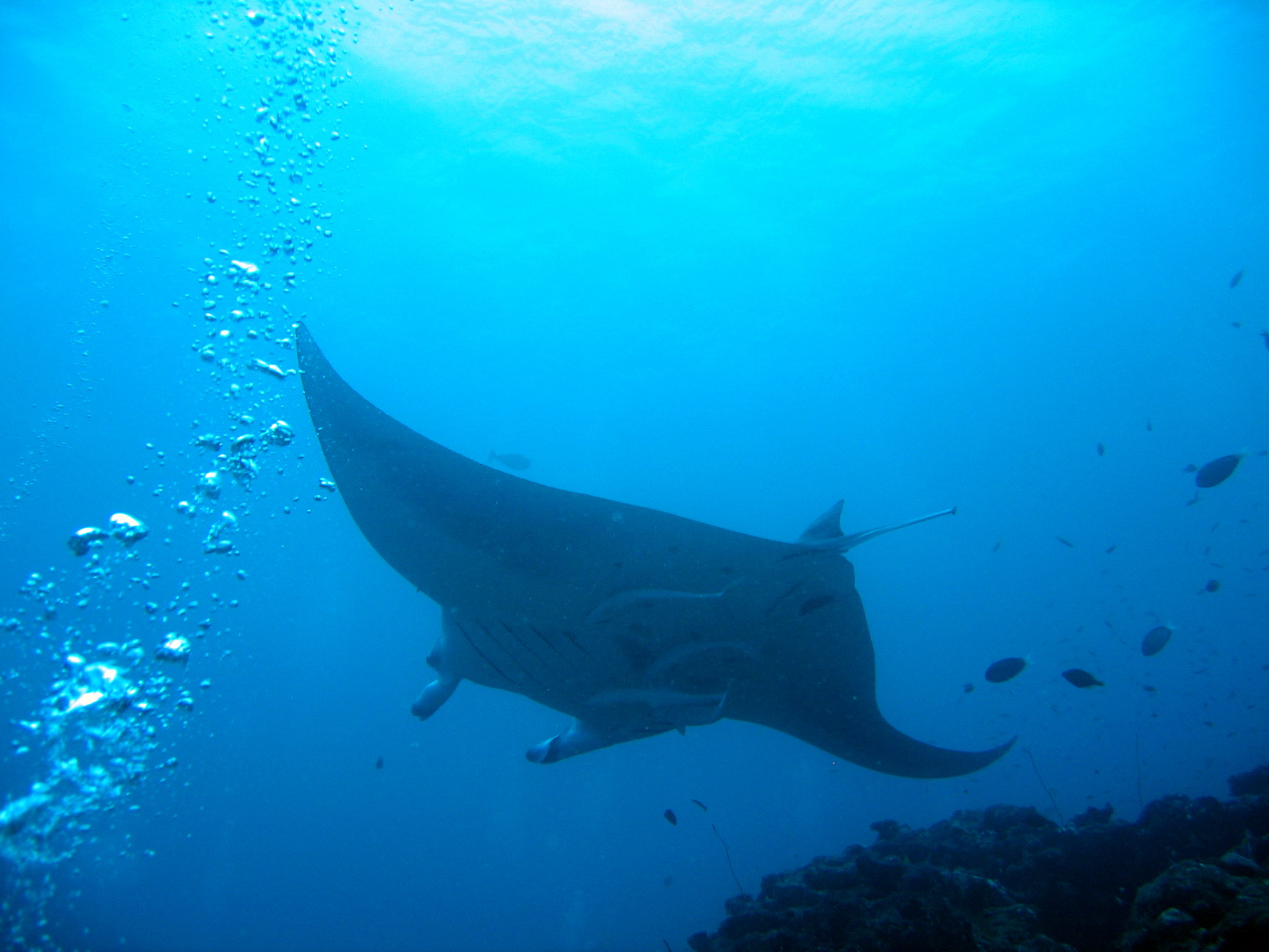 Manta Ray