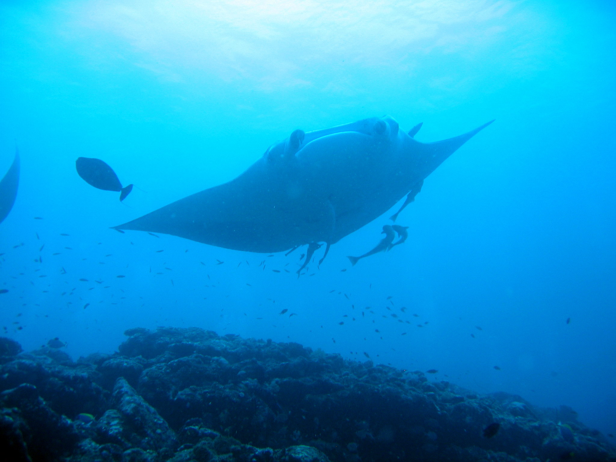 Manta Ray