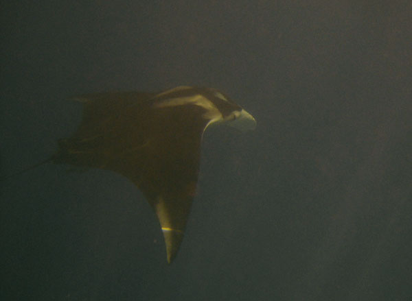 Manta Ray