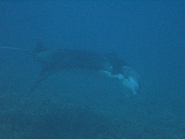 Manta ray