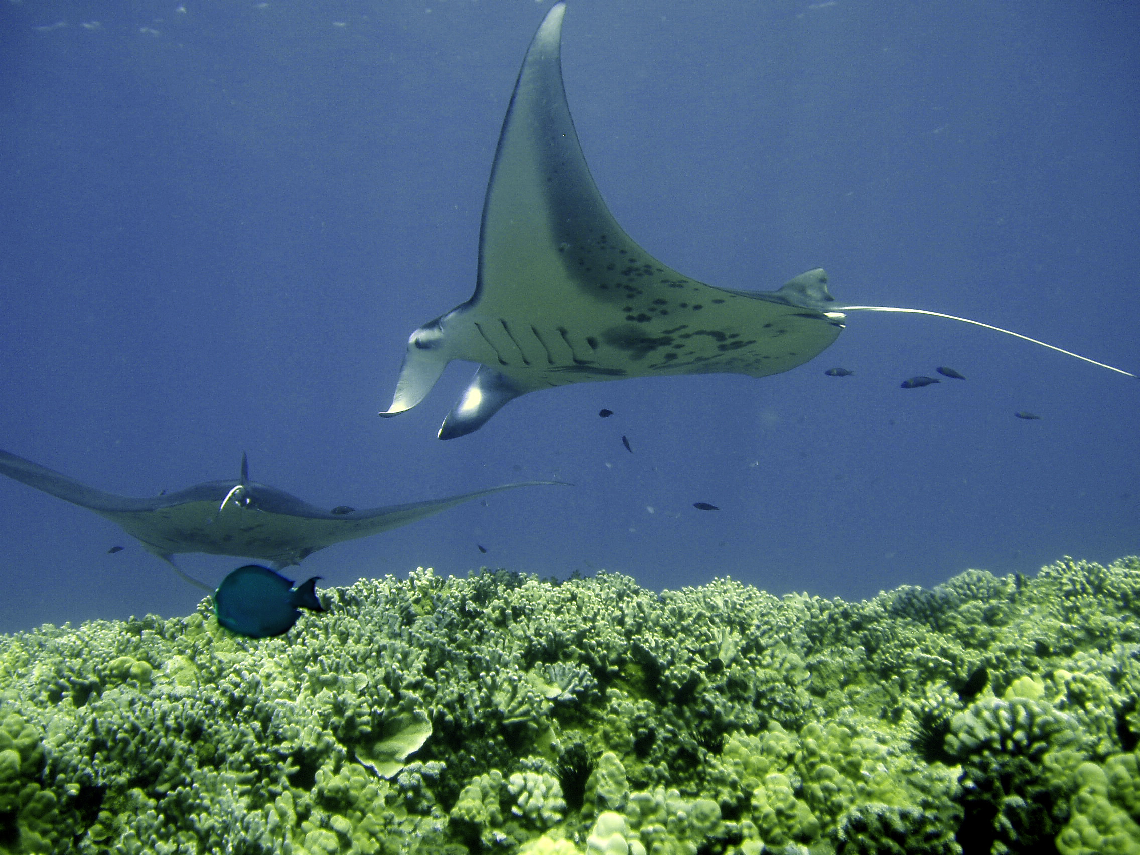 Manta Ray