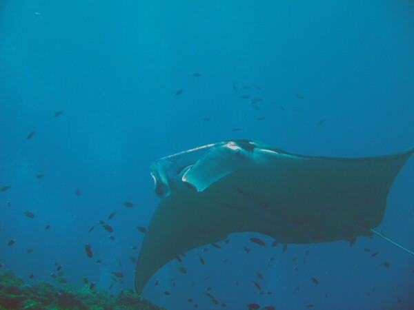 Manta Ray