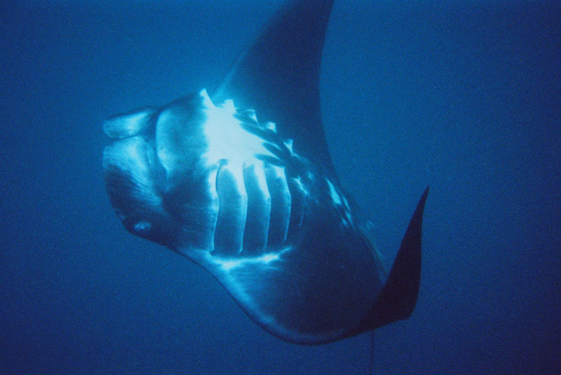 Manta ray