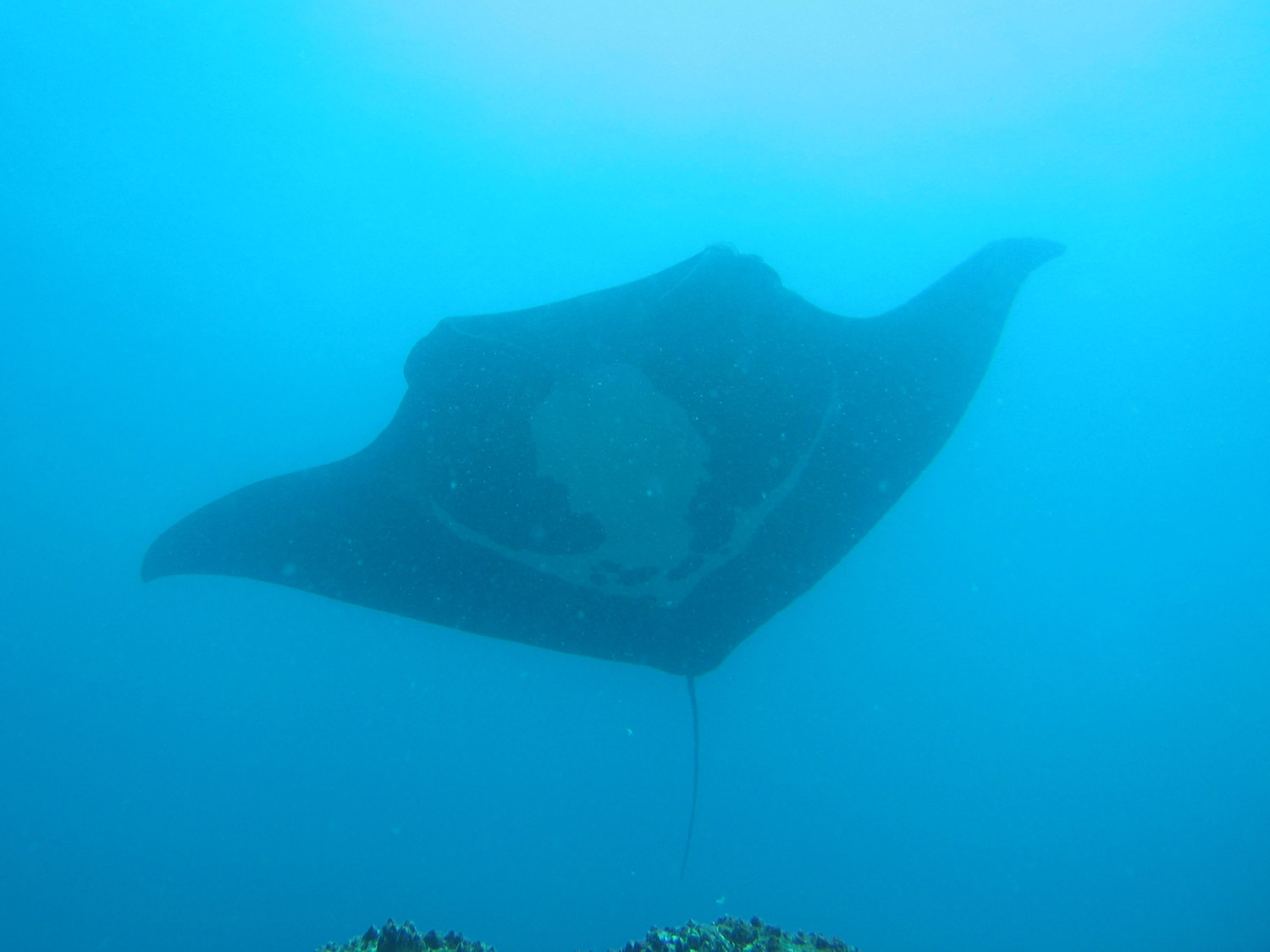 Manta Ray