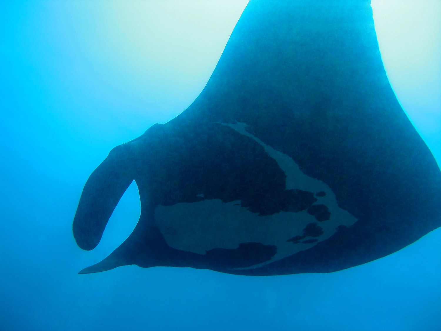 Manta Ray