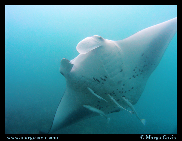 Manta Ray