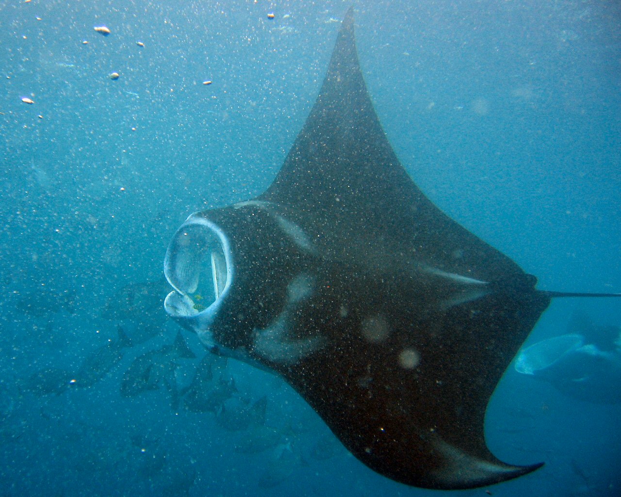 Manta Rays at German Channel