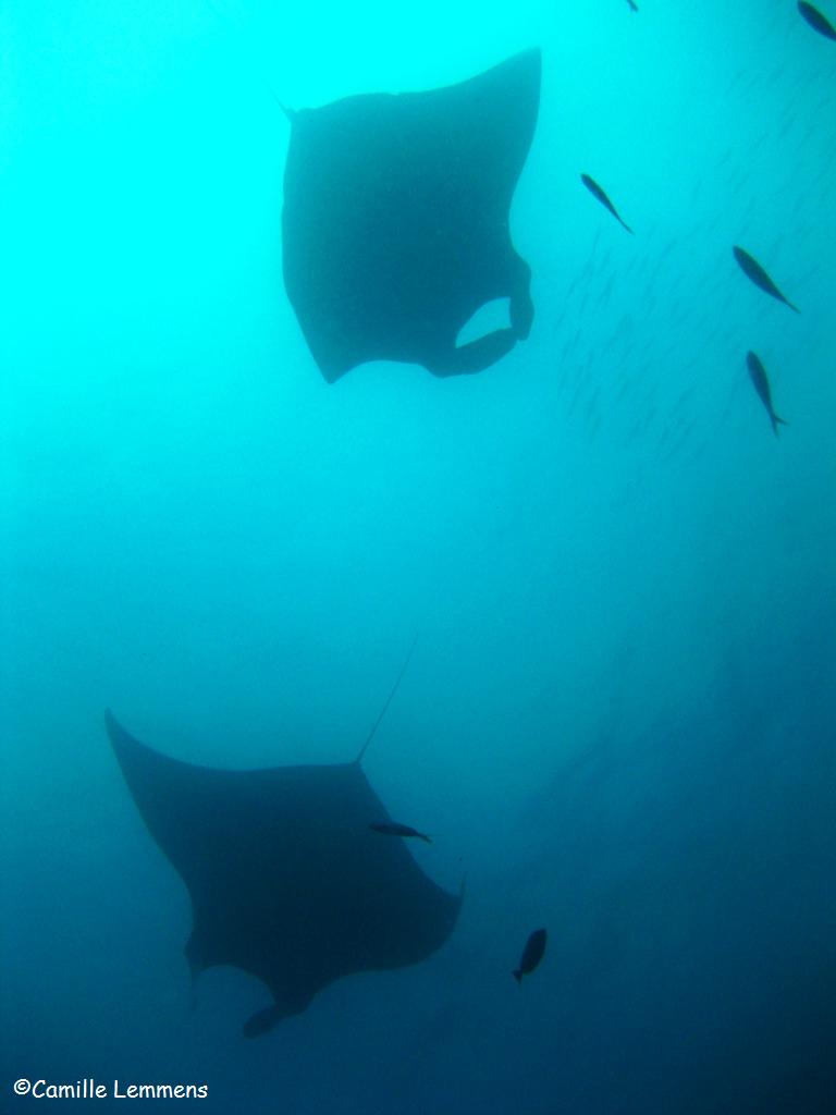 Manta Rays at Hin Muang, Thailand