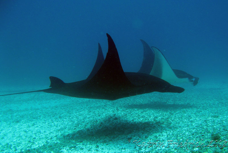 Manta rays