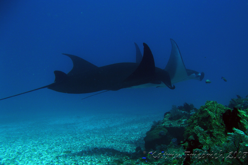 Manta rays