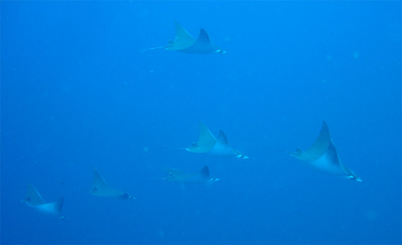 Manta Rays