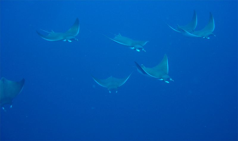 Manta Rays