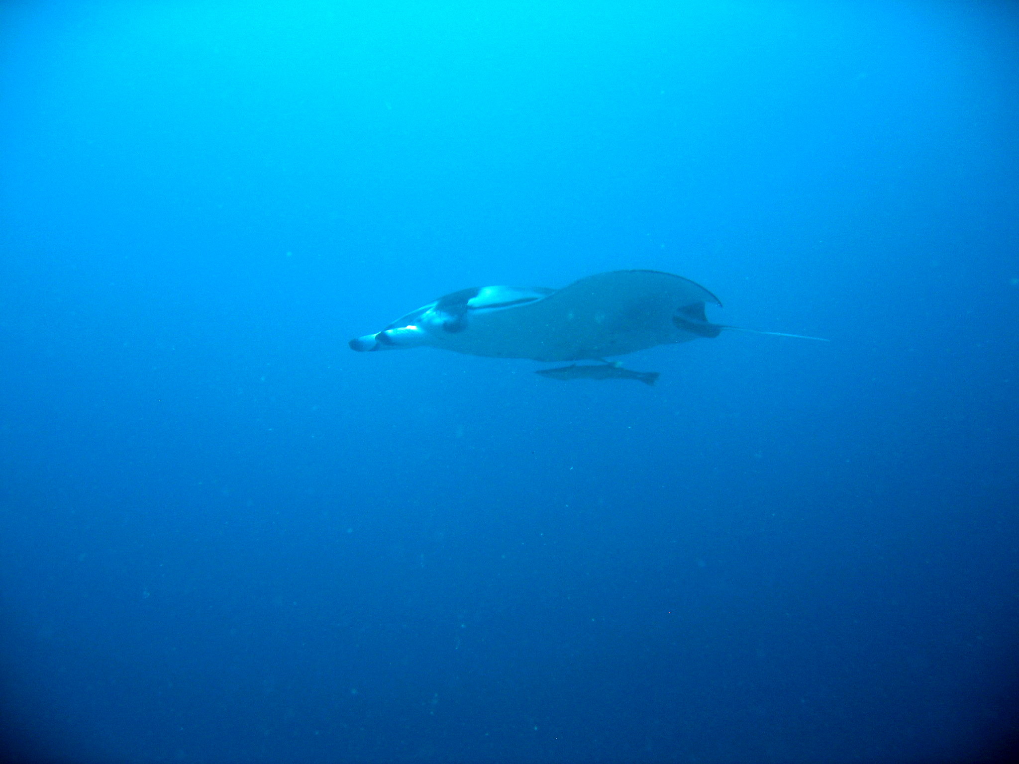 Manta Rays