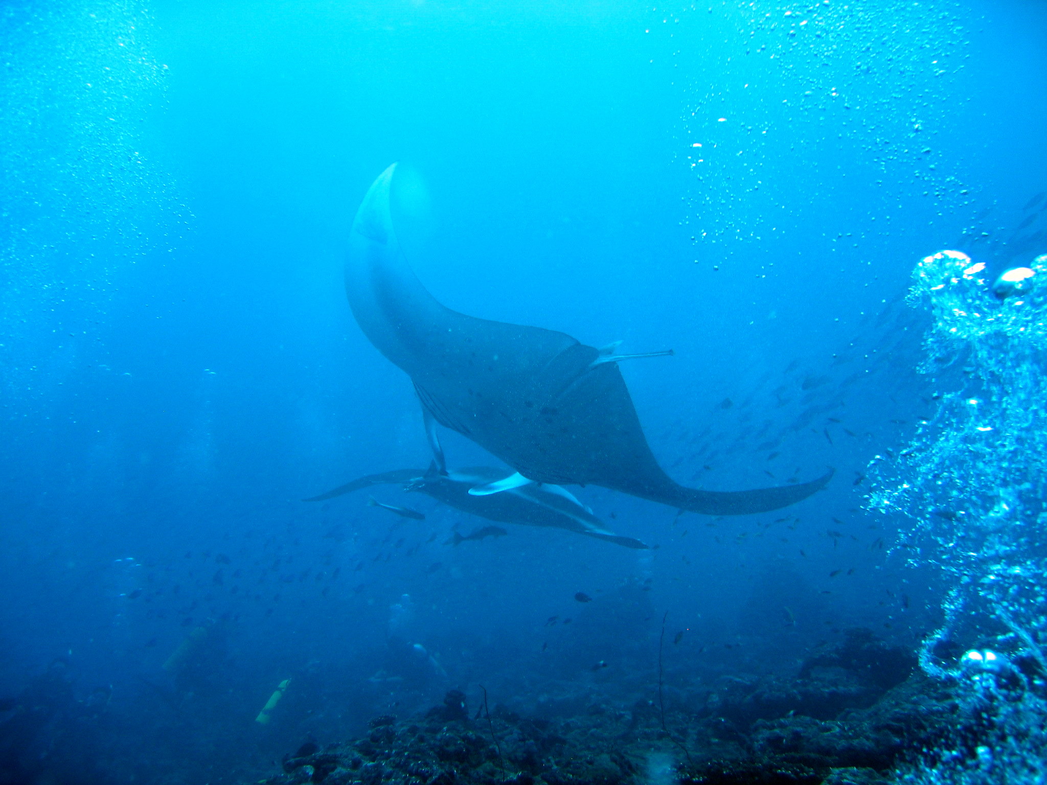 Manta Rays