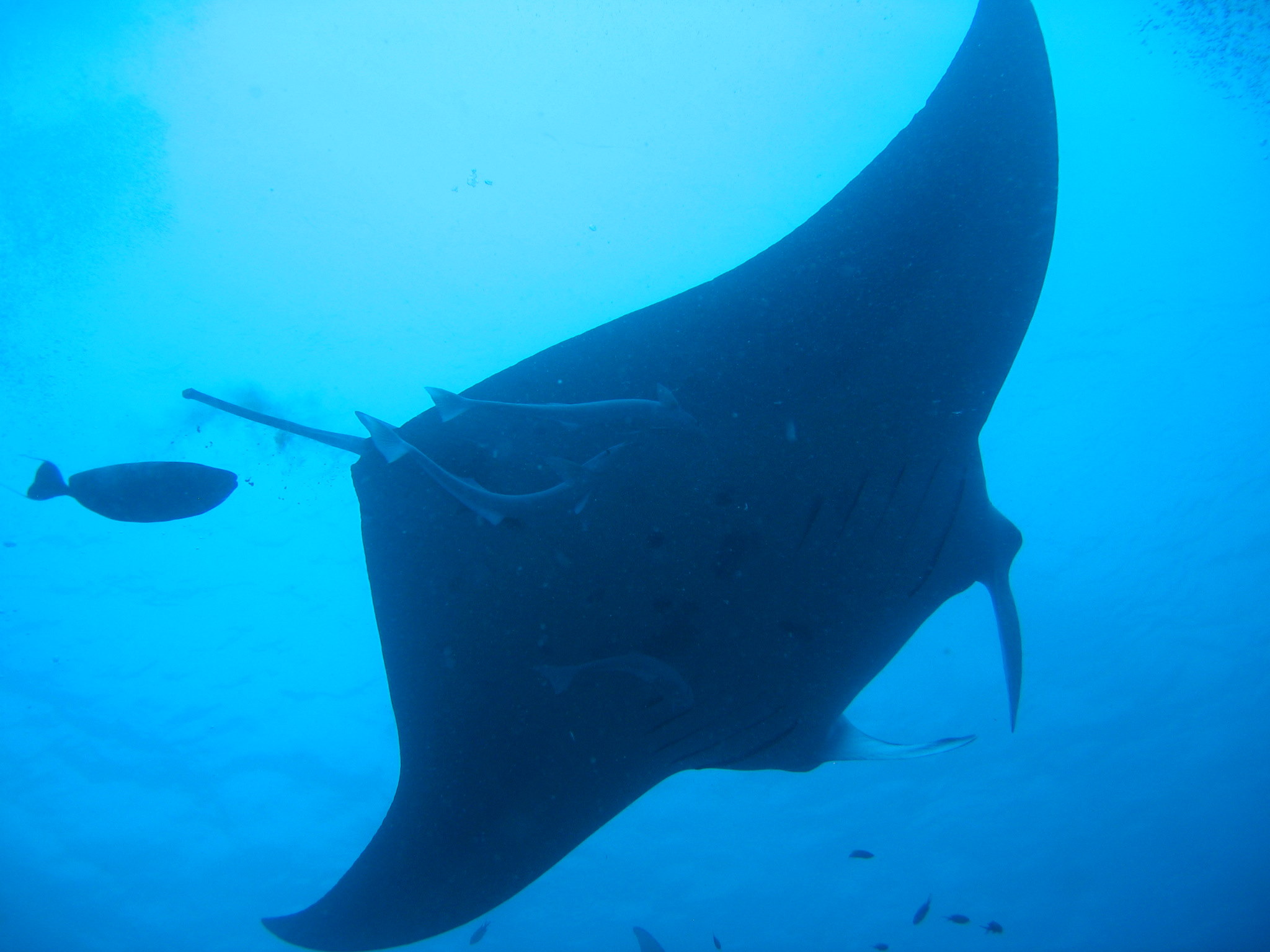 Manta Rays