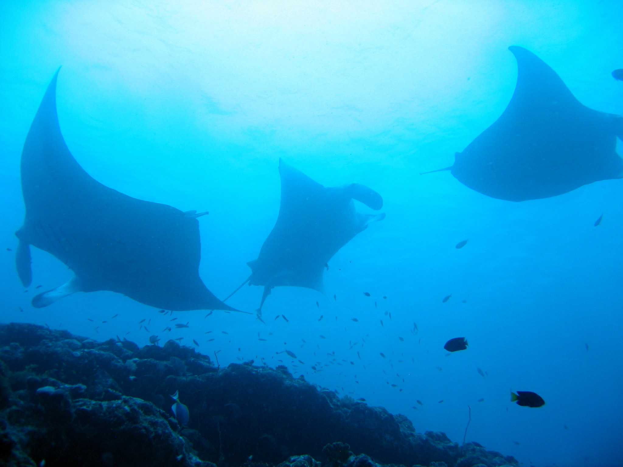 Manta Rays