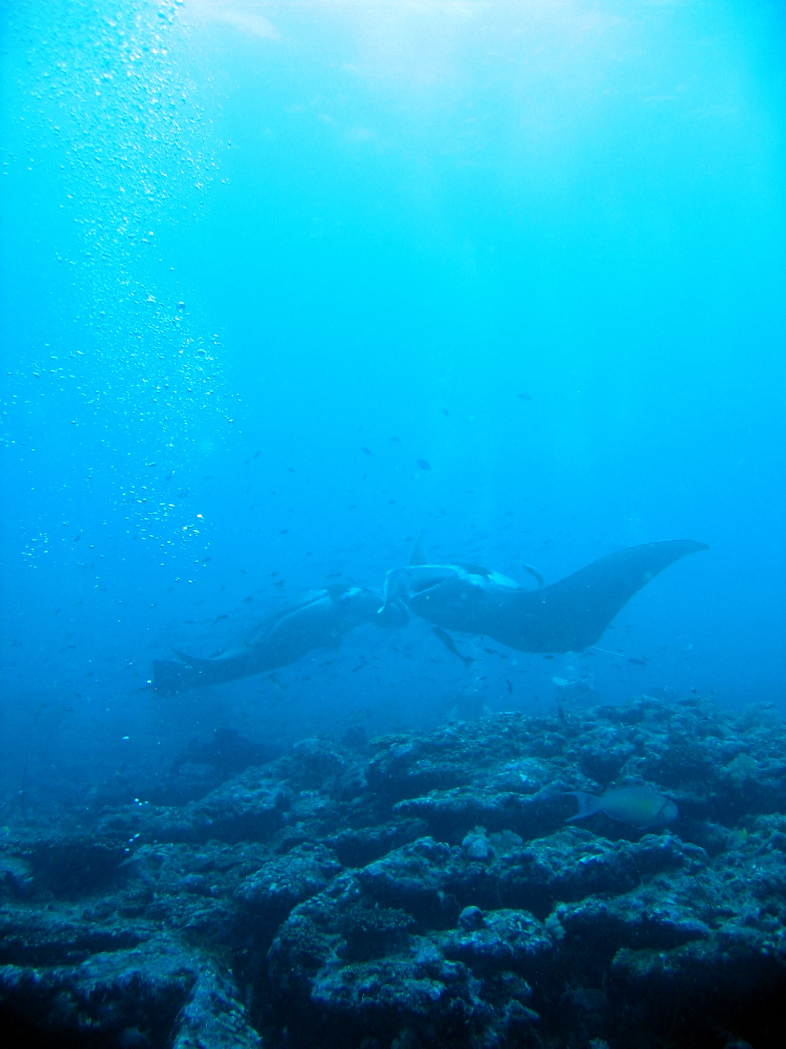 Manta Rays