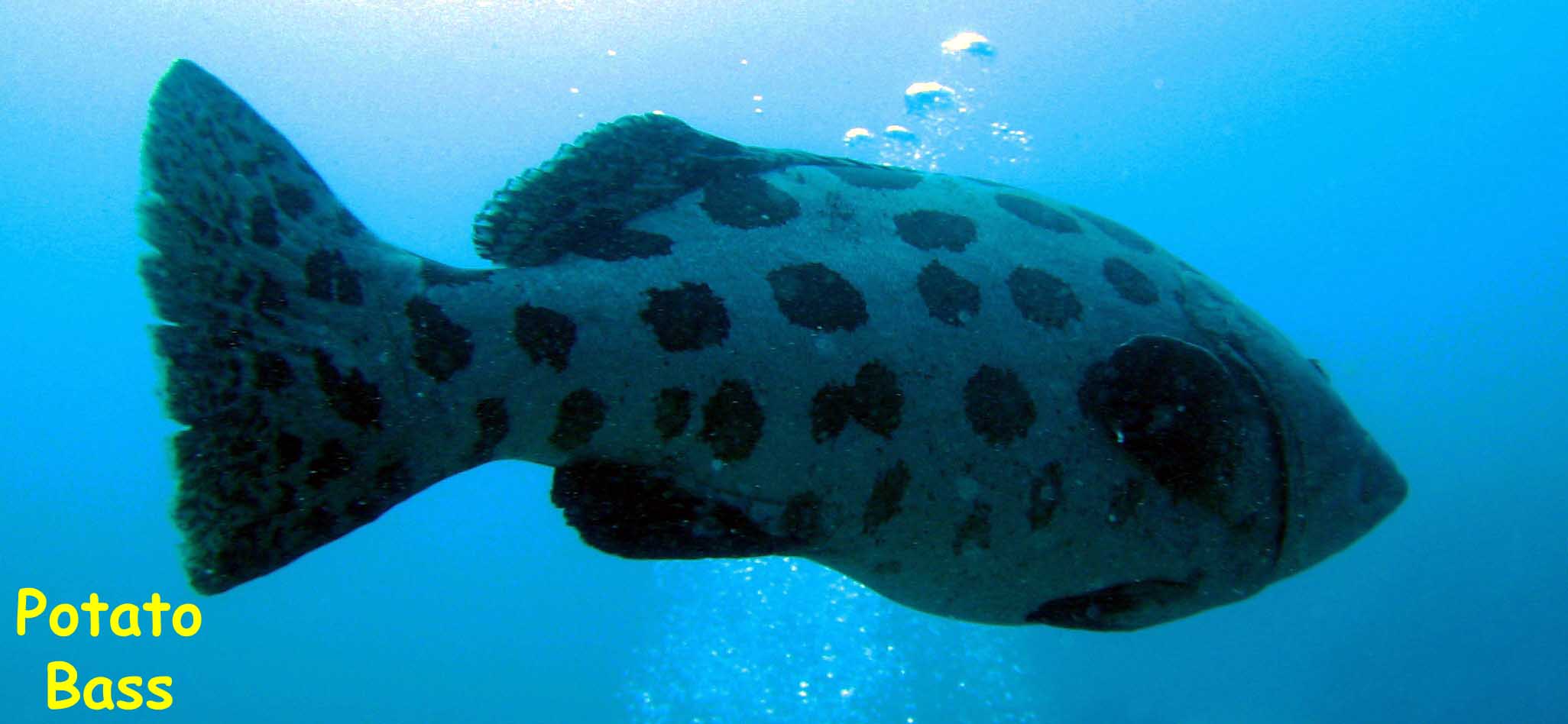 Manta Reef, Tofo Beach, Mozambique