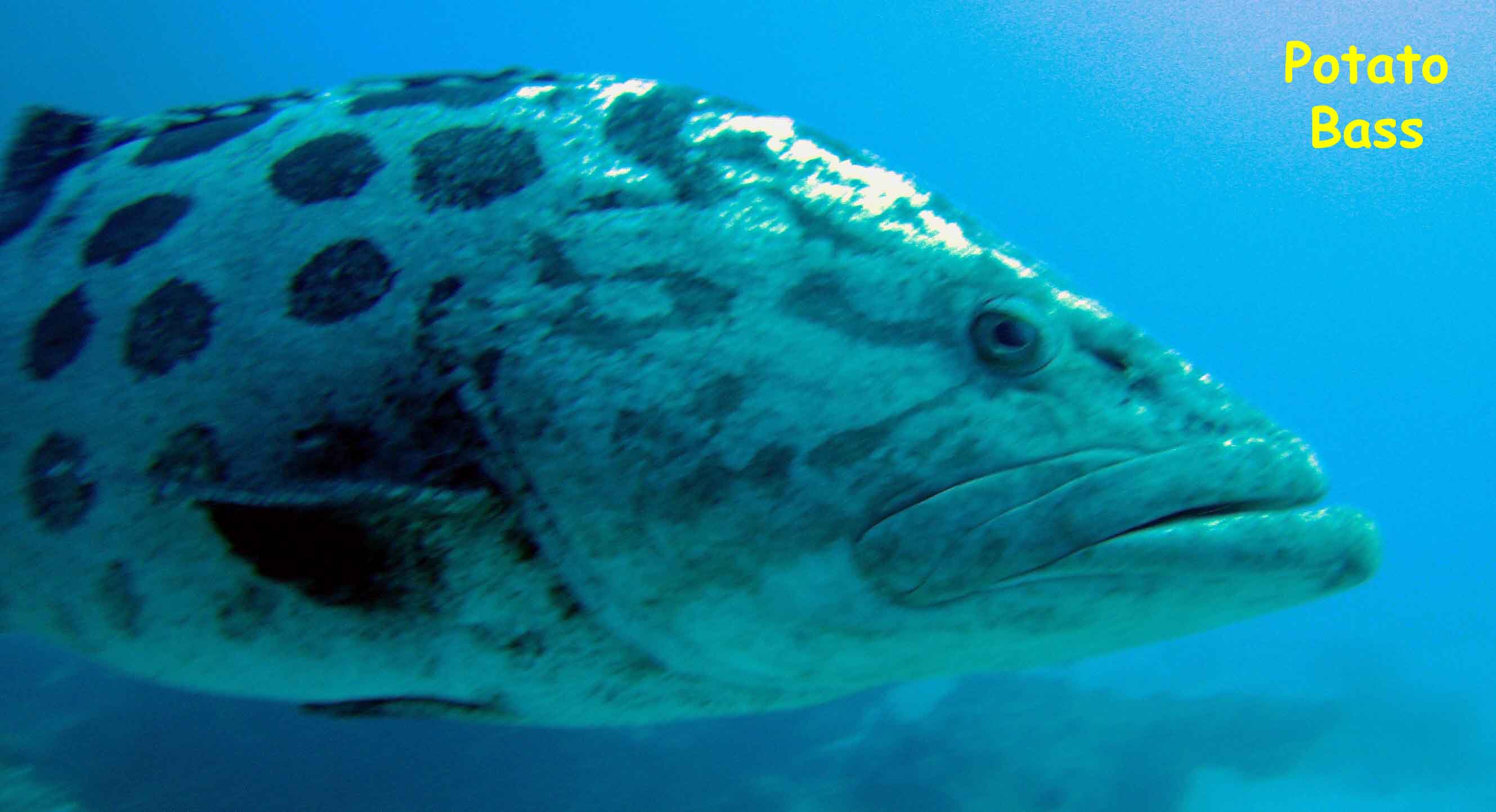 Manta Reef, Tofo Beach, Mozambique