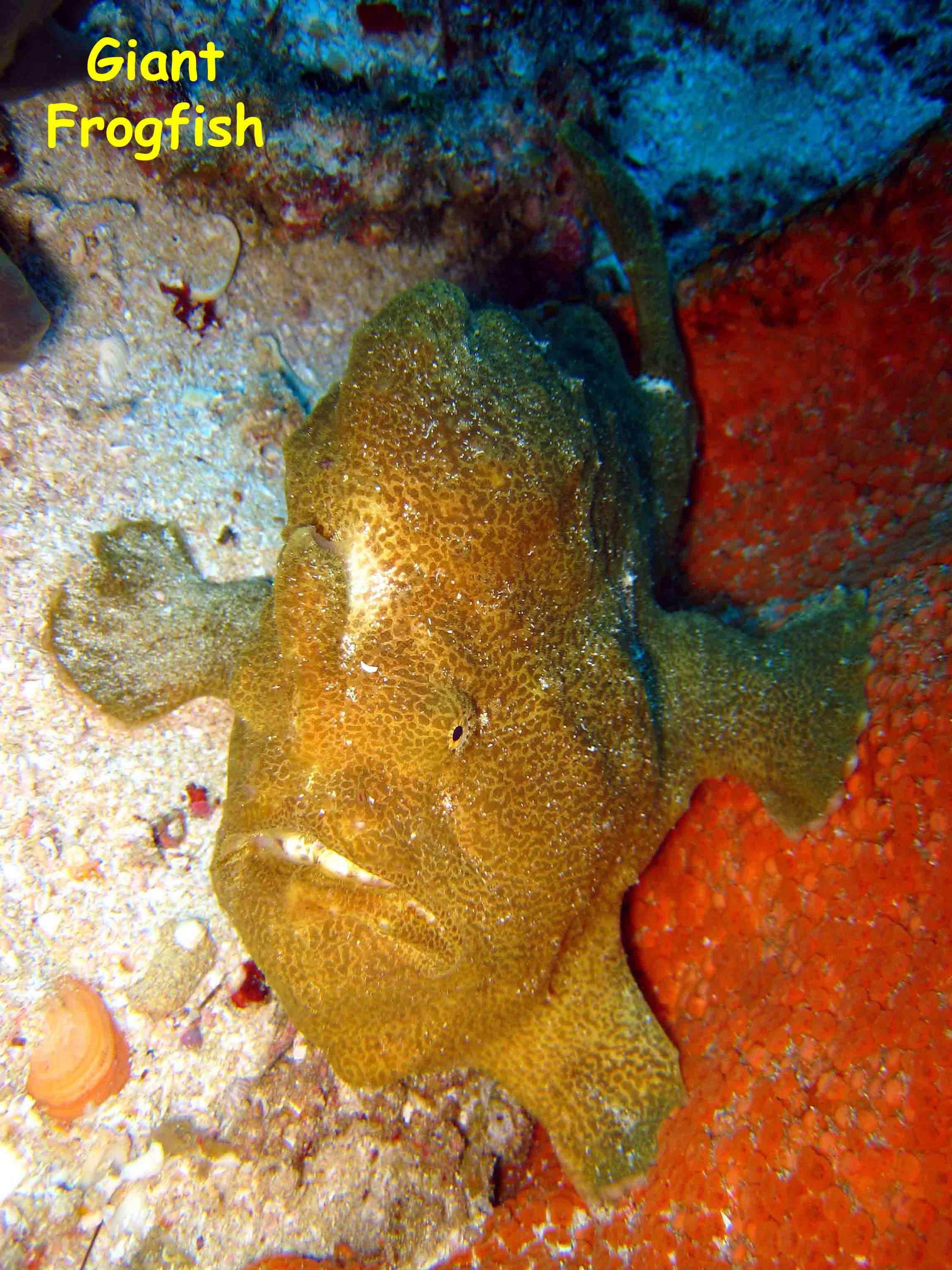 Manta Reef, Tofo Beach, Mozambique