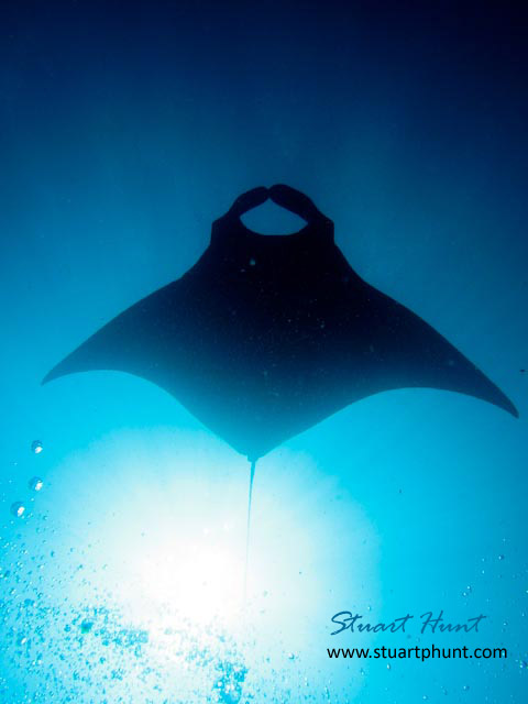 Manta