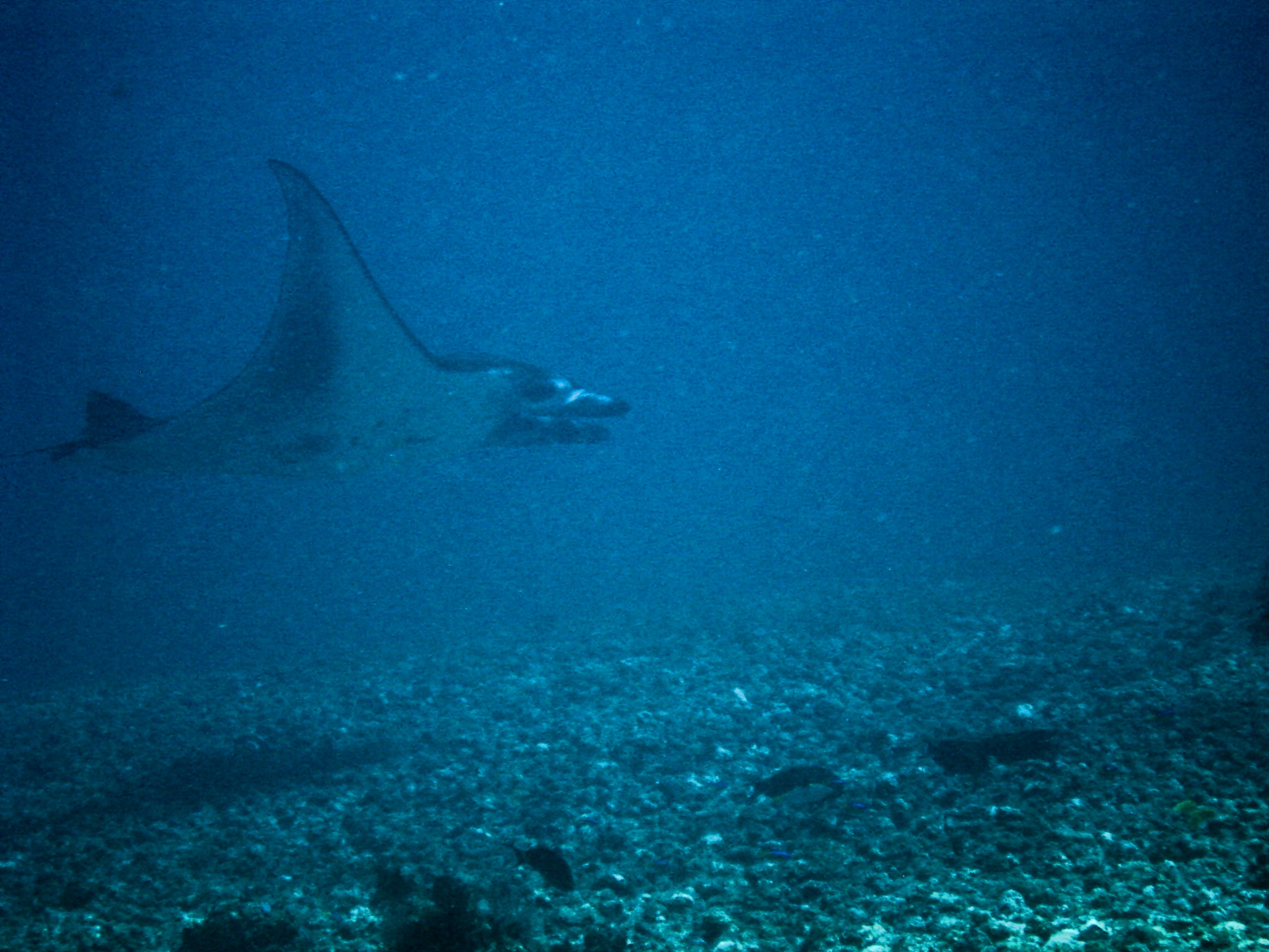 manta