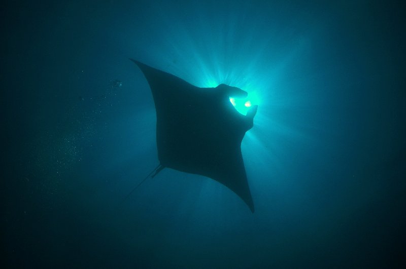 manta