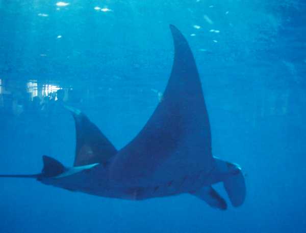 manta