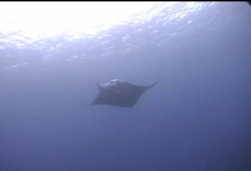 manta