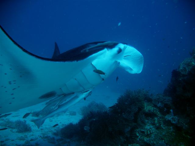 Manta10