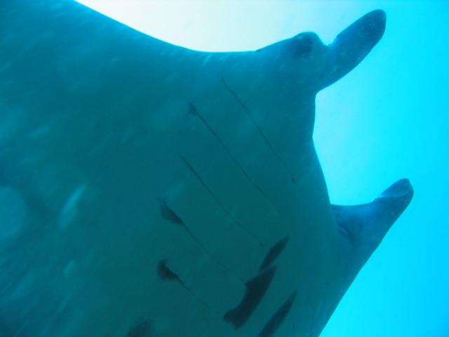 MANTA11