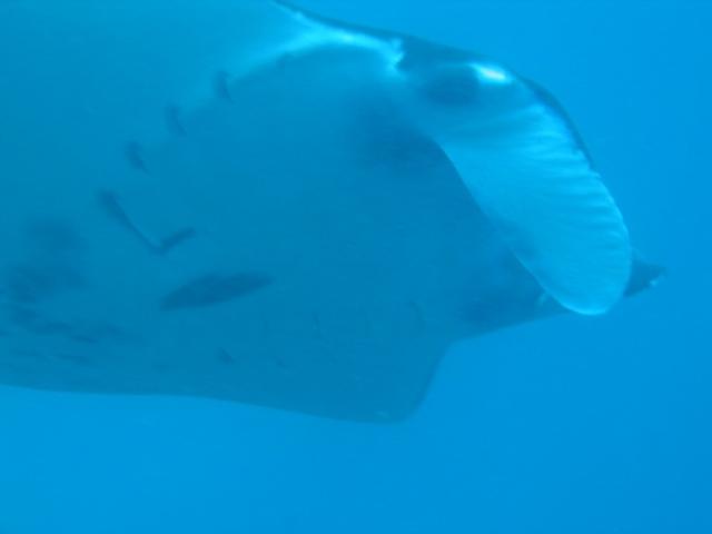 MANTA31