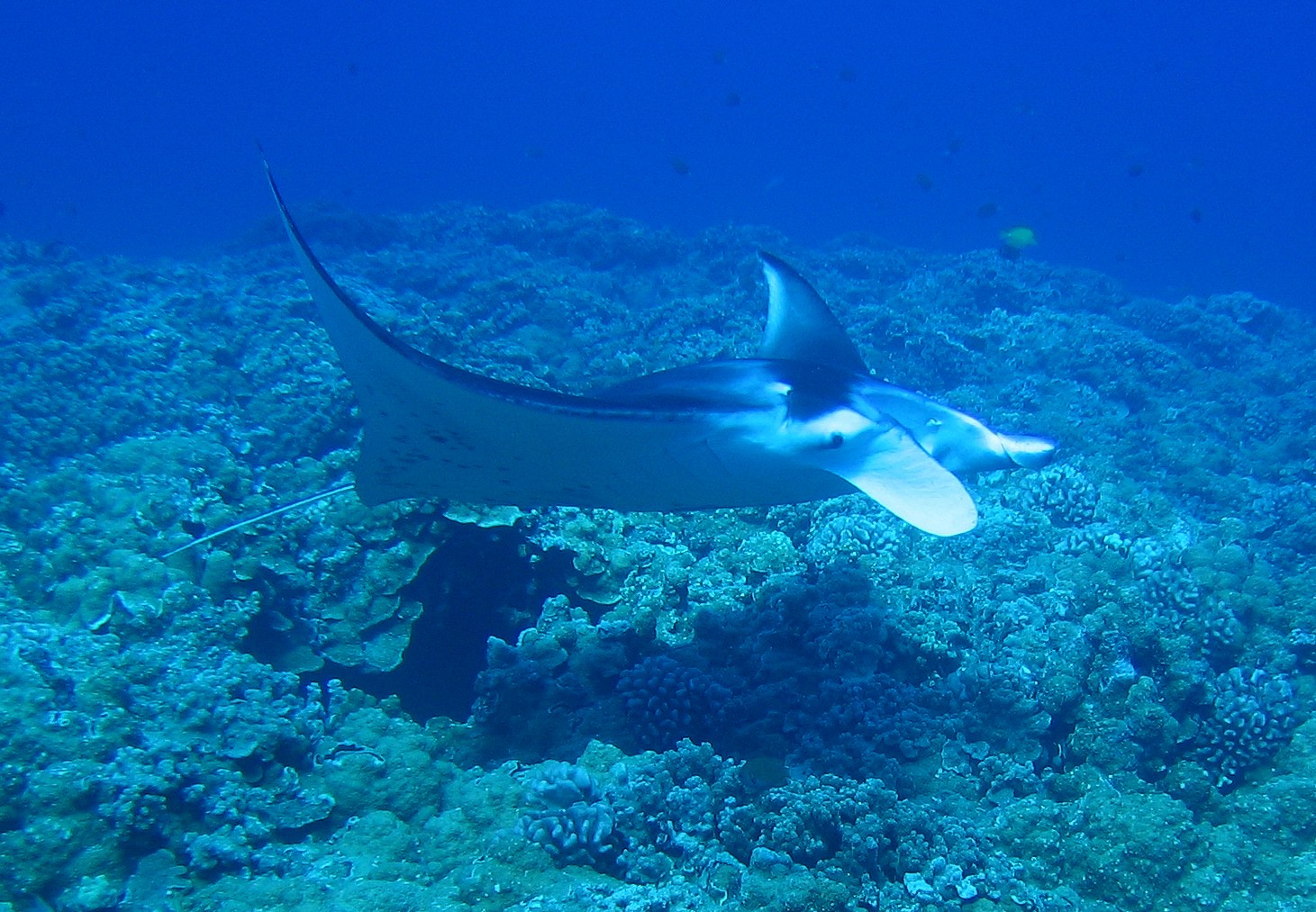 Manta_2