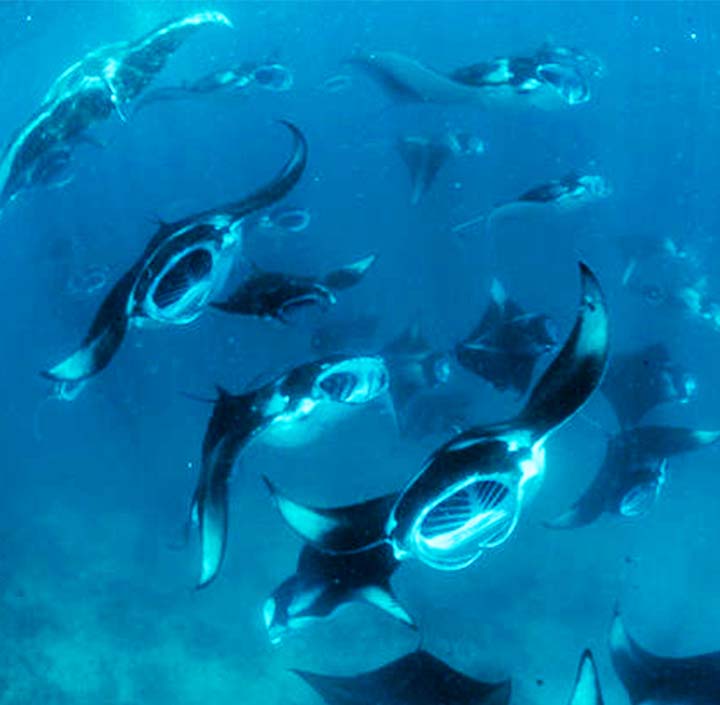 Manta_hanifaru