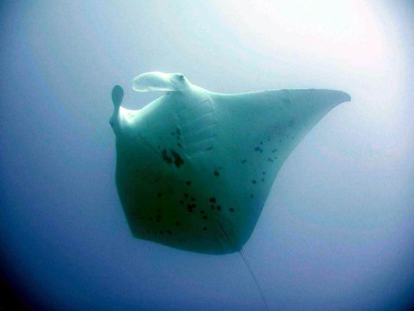 Manta_Mobula_ Diving_tenerife_SUBCANARIA_COM