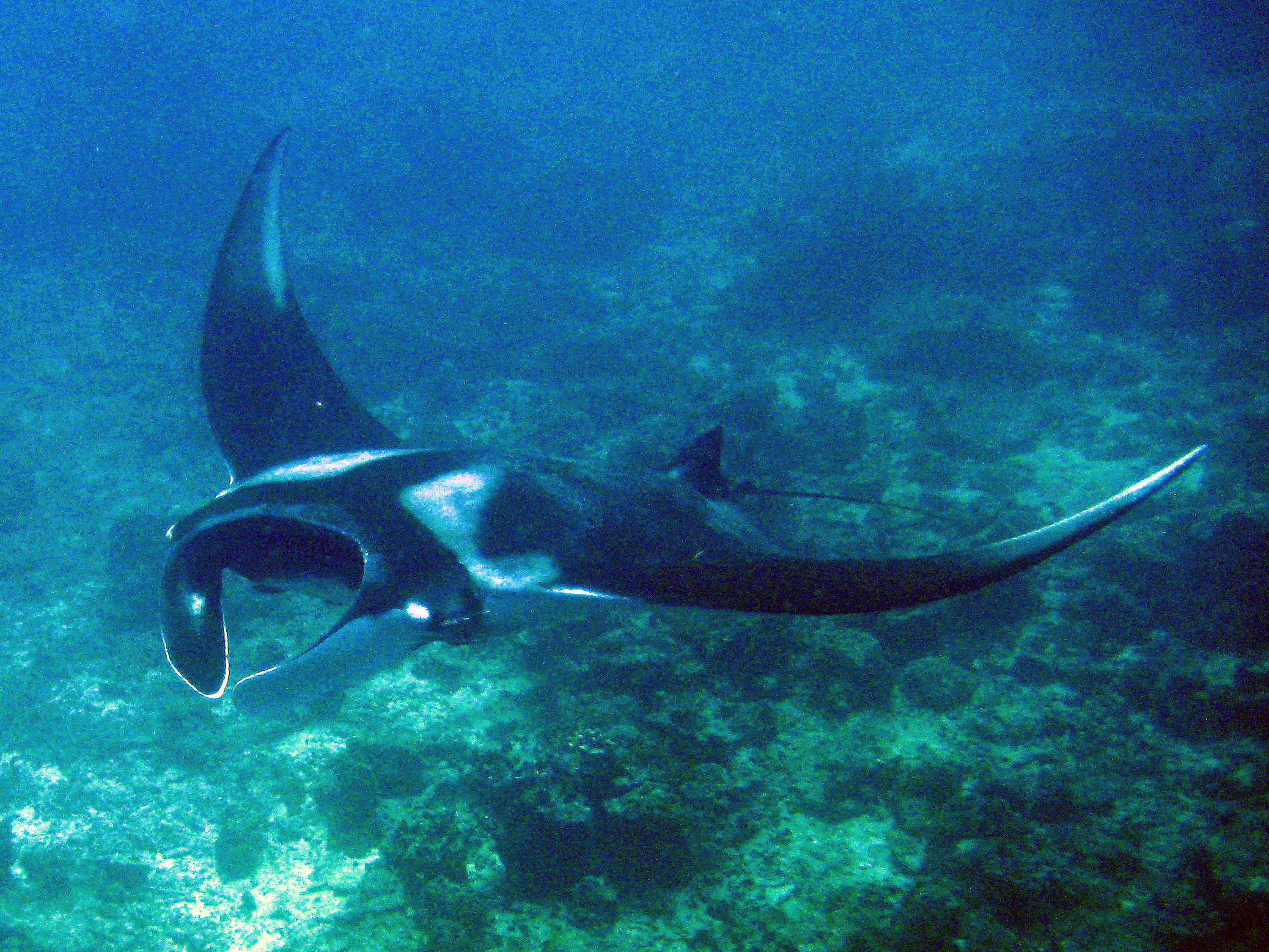 Manta_Ray_015