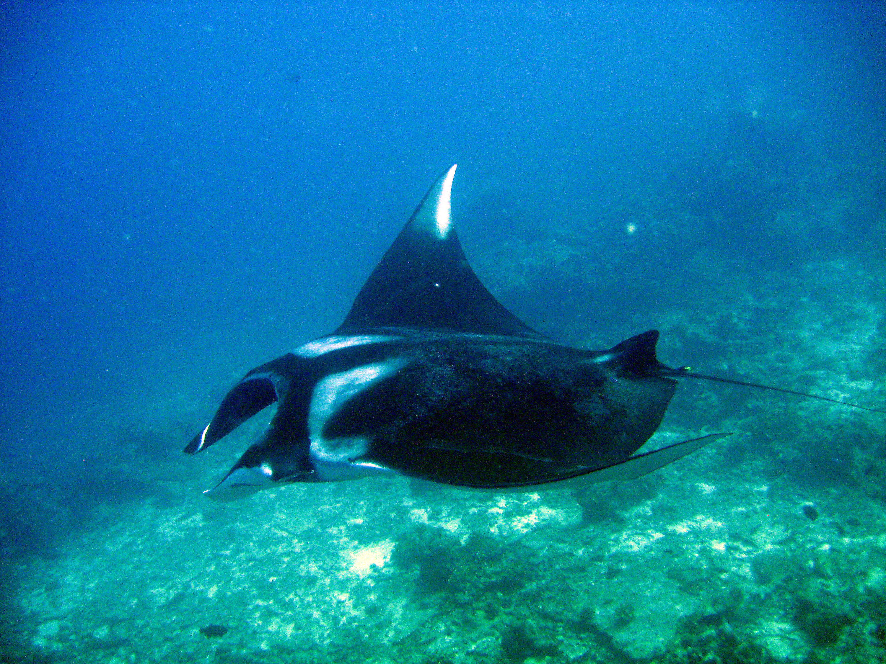 Manta_Ray_024