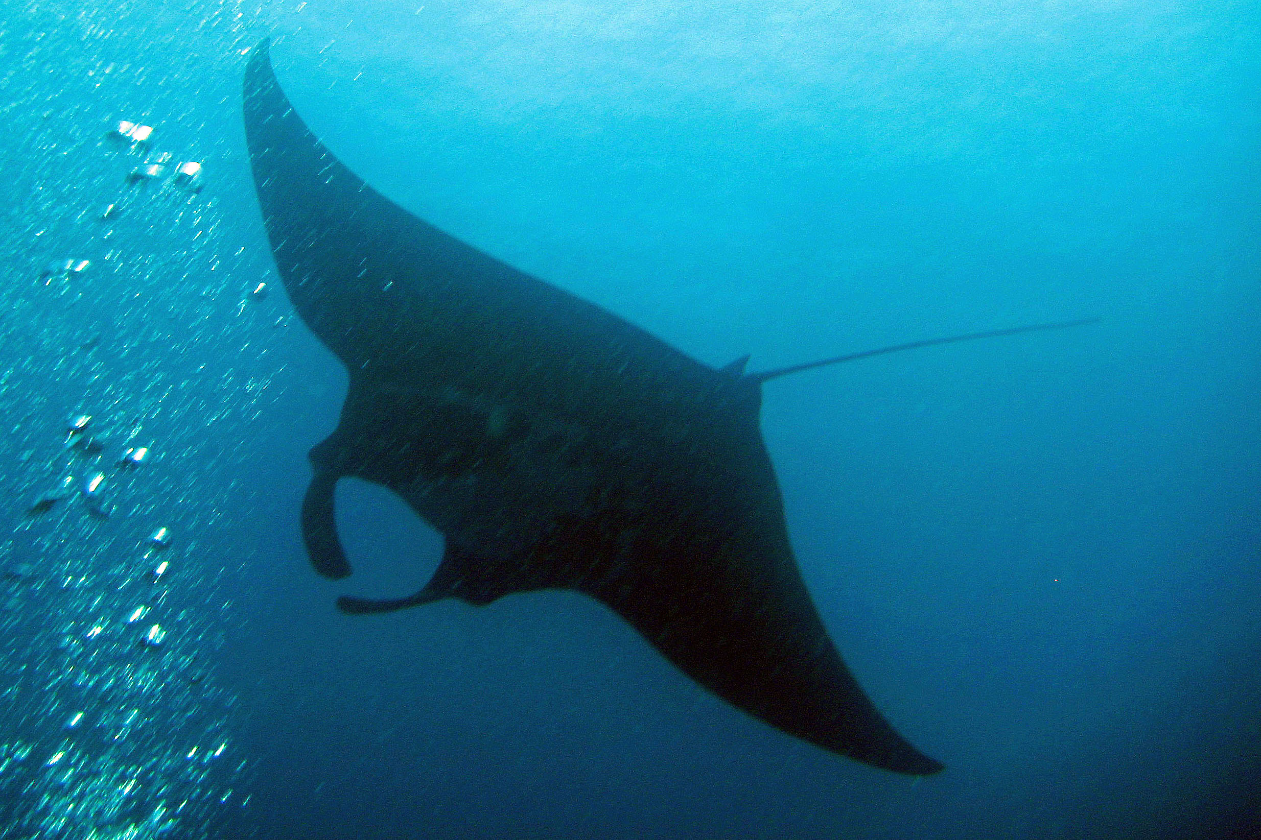 Manta_Ray_044