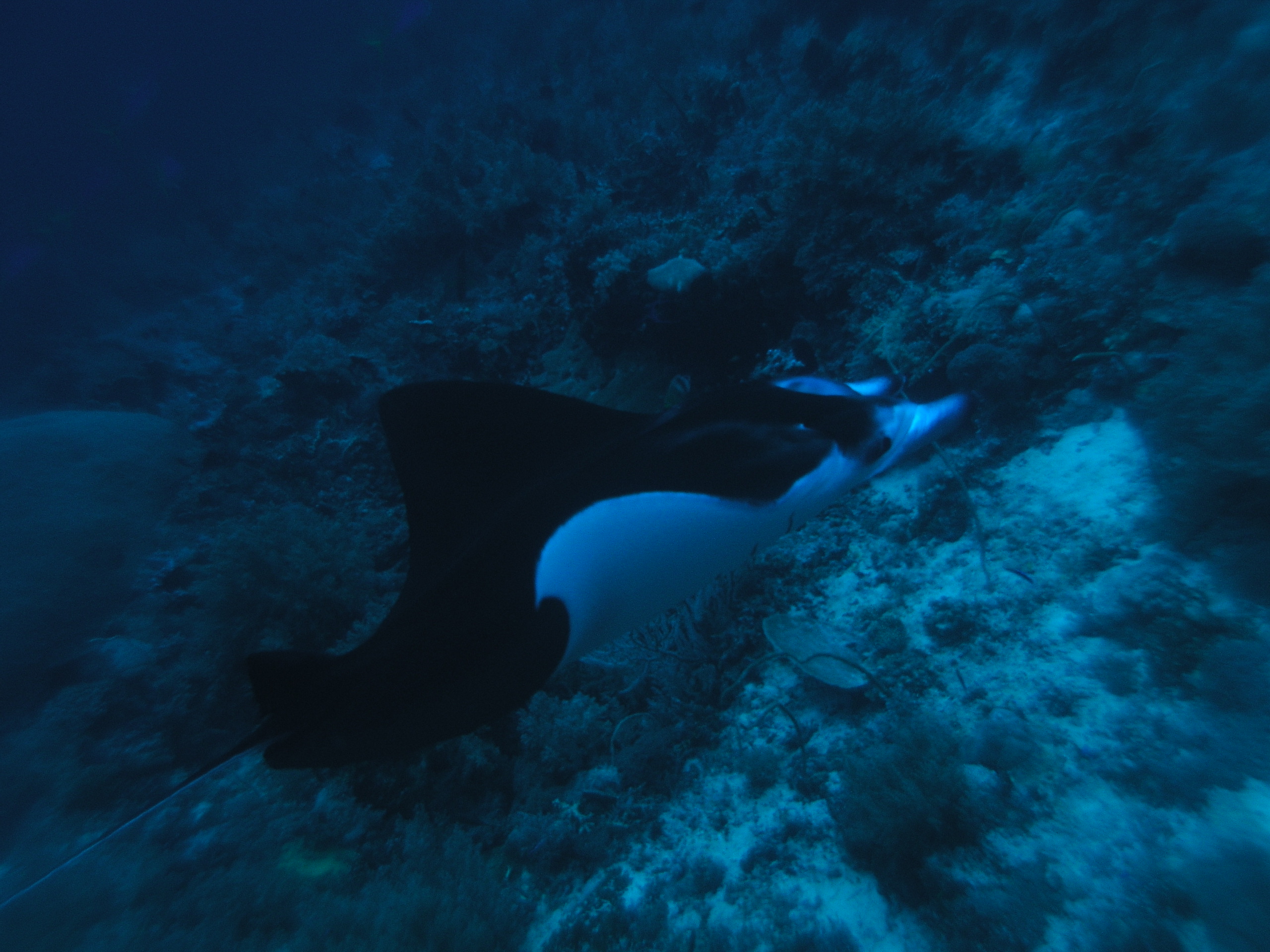 Mantas at Tubbataha