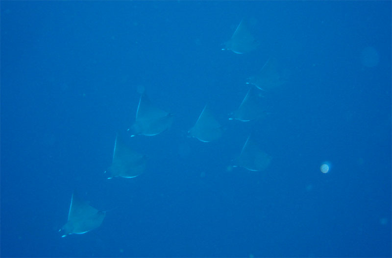 Mantas in Moz