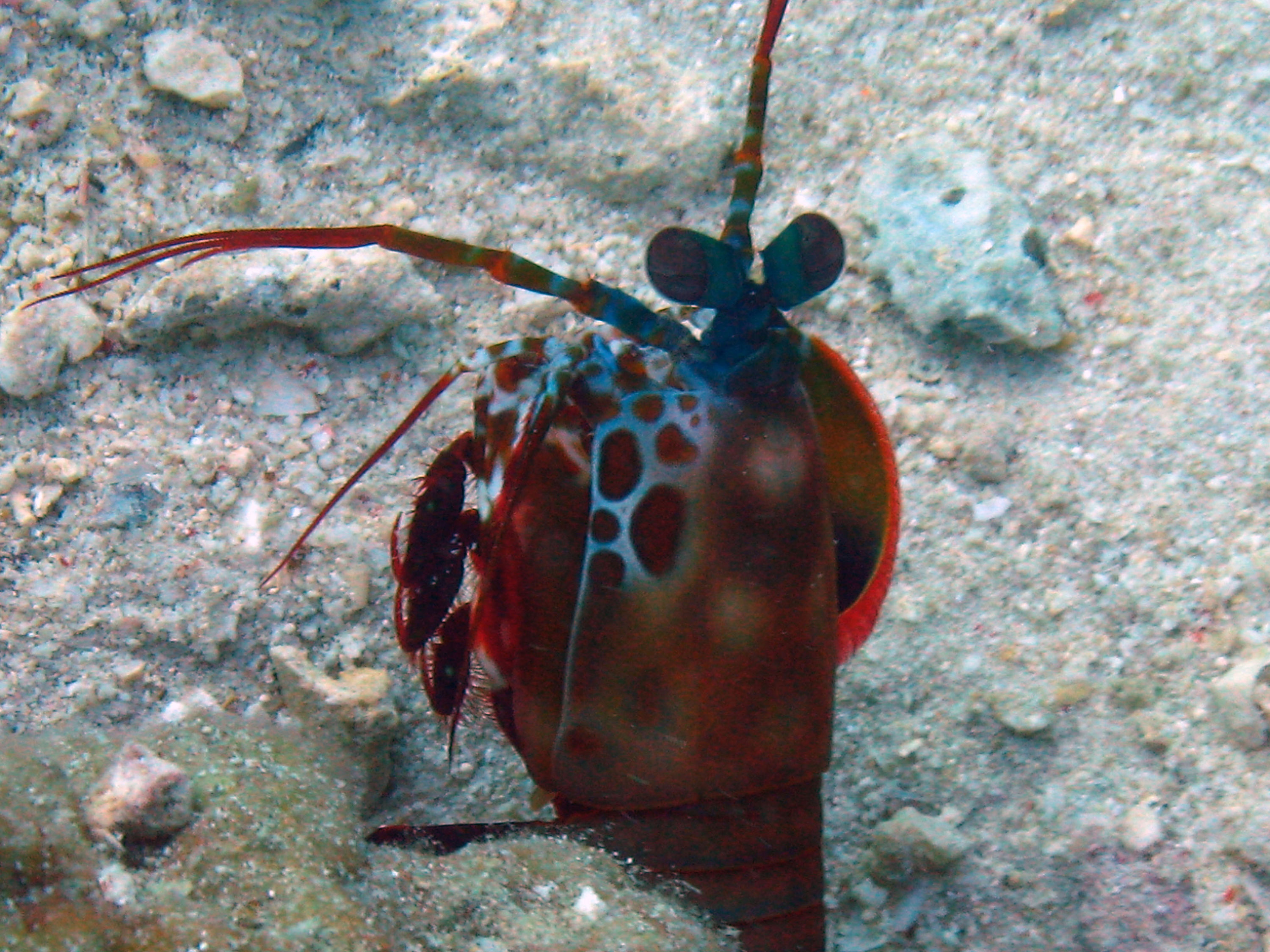 Manti Shrimp