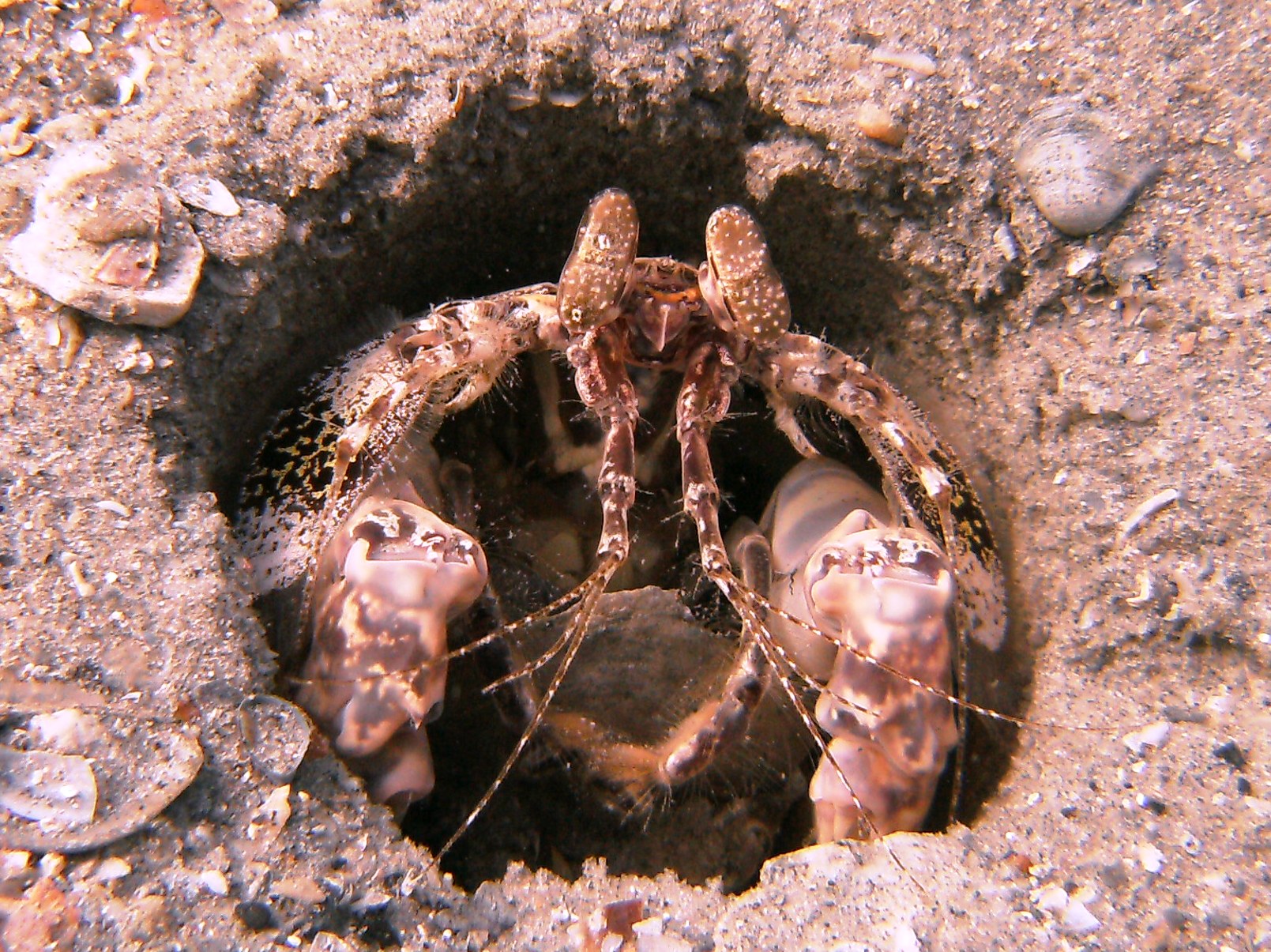 mantis shrimp at bhb