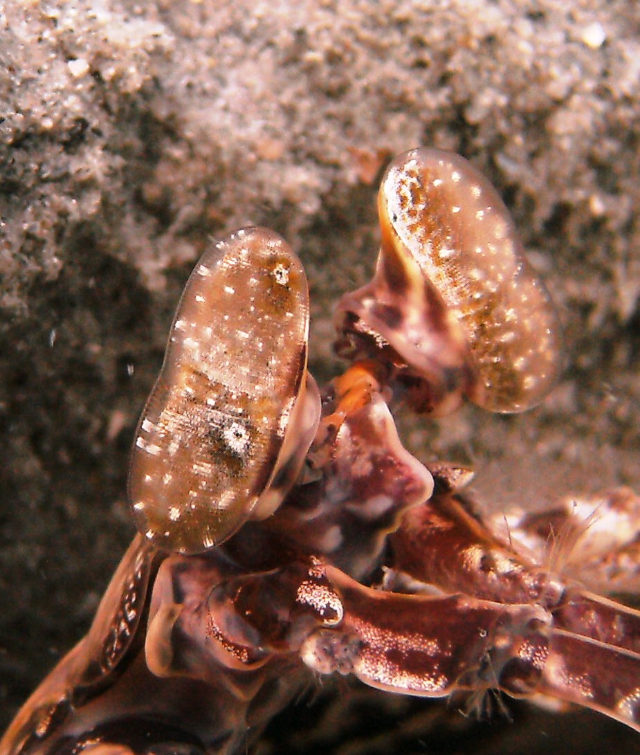 mantis shrimp at bhb