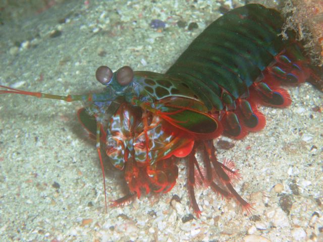 Mantis Shrimp caught out of his hidey hole